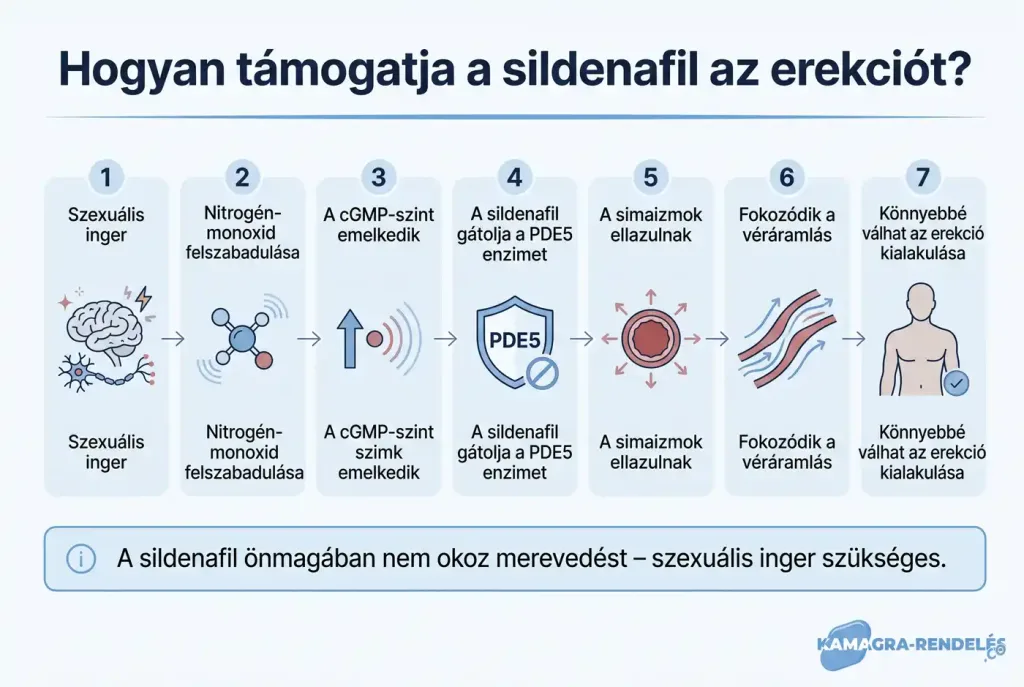 A sildenafil hatásmechanizmusa: szexuális inger, cGMP és fokozott véráramlás